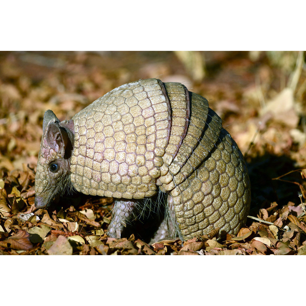 Трёхпоясный броненосец (Tolypeutes tricinctus) Фото №9