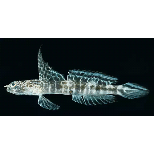 Род Tomiyamichthys фото