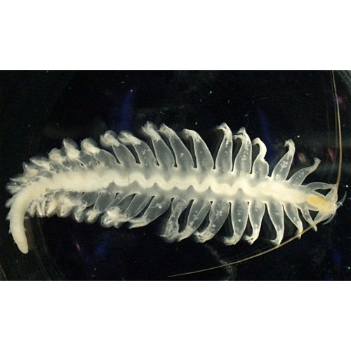 Семейство Tomopteridae фото