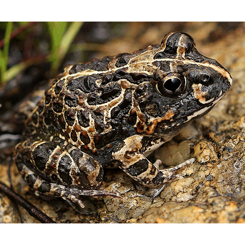  Род Tomopterna  фото