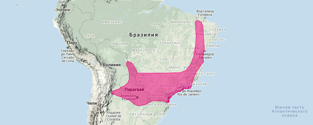 Большой круглоухий листонос (Tonatia bidens) Ареал обитания на карте