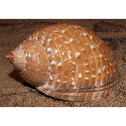Семейство Tonnoidea  фото