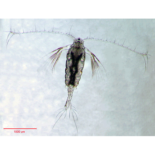 Семейство Tortanidae фото