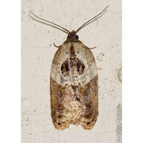 Семейство Tortricoidea фото