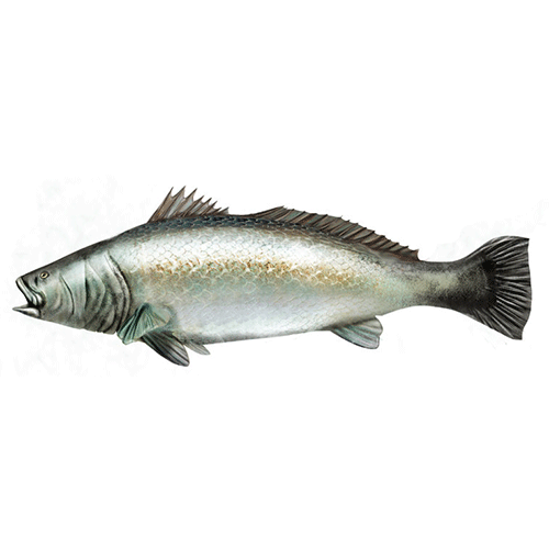 Род Totoaba фото