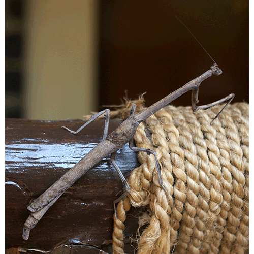 Семейство Toxoderidae фото