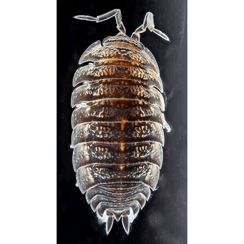 Семейство Trachelipodidae фото
