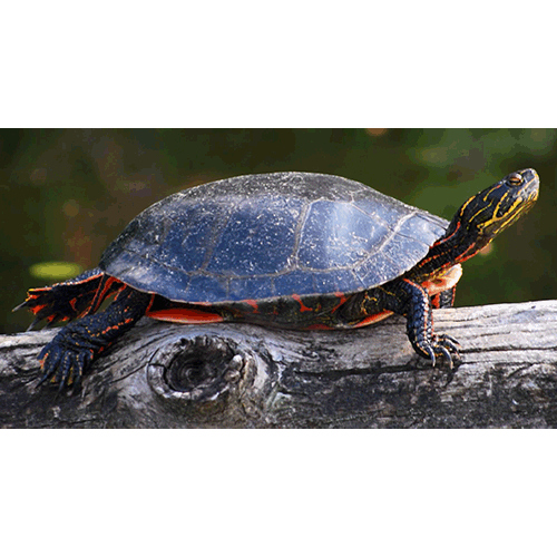  Род Trachemys  фото
