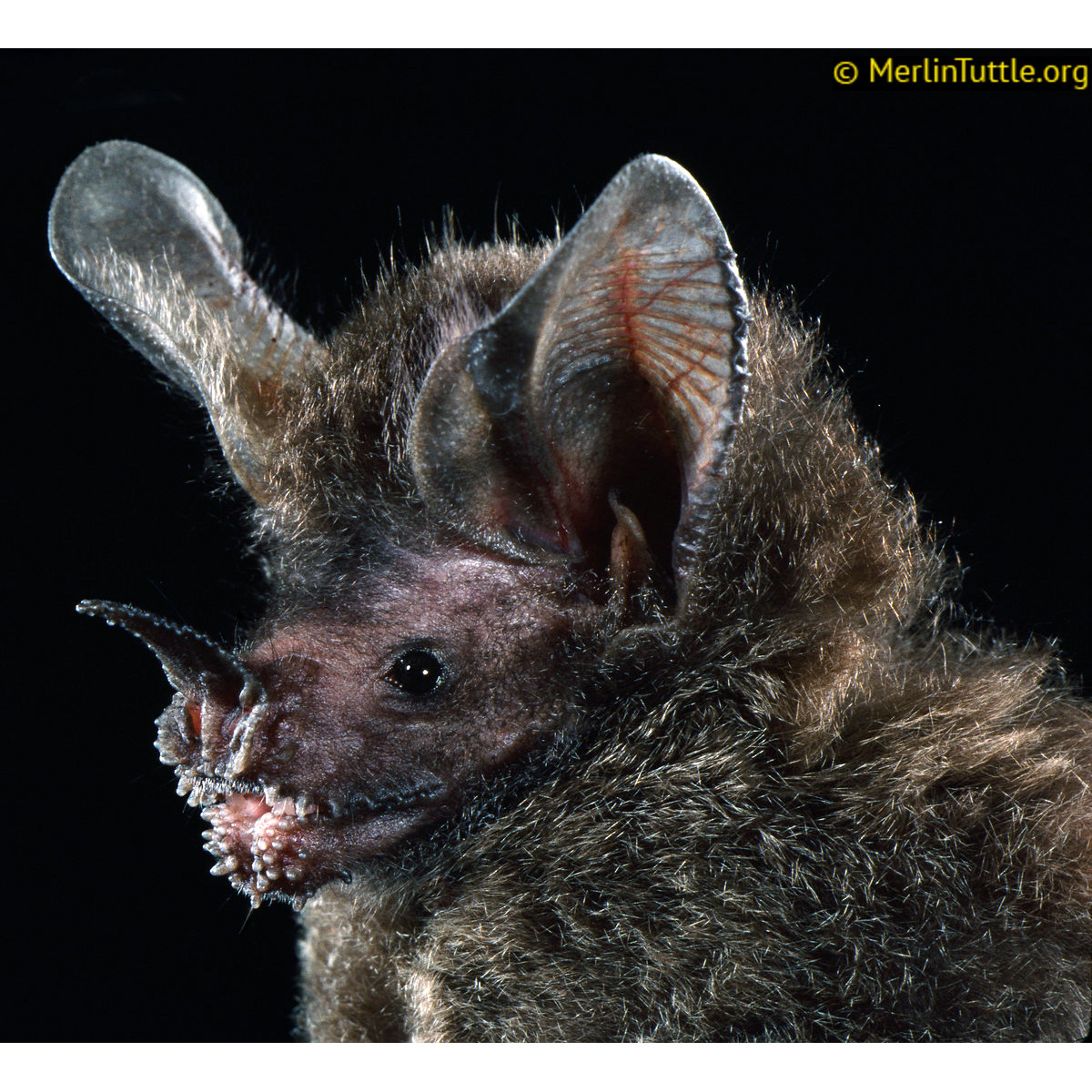 Бахромчатогубый листонос (Trachops cirrhosus) Фото №10