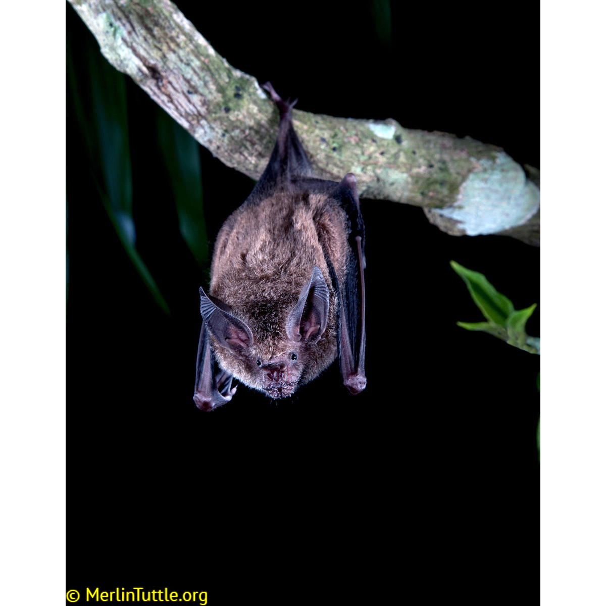 Бахромчатогубый листонос (Trachops cirrhosus) Фото №3