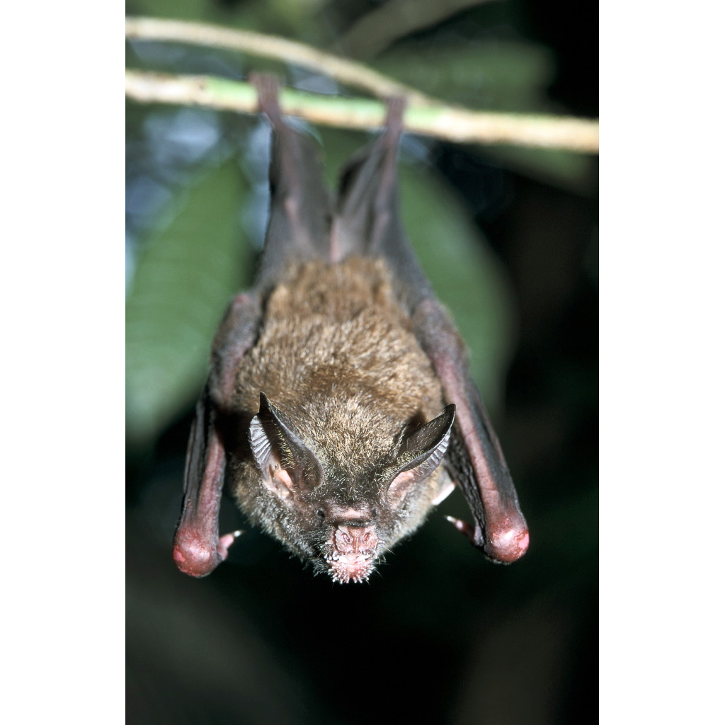 Бахромчатогубый листонос (Trachops cirrhosus) Фото №4