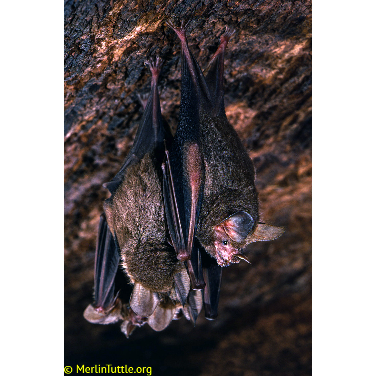 Бахромчатогубый листонос (Trachops cirrhosus) Фото №5