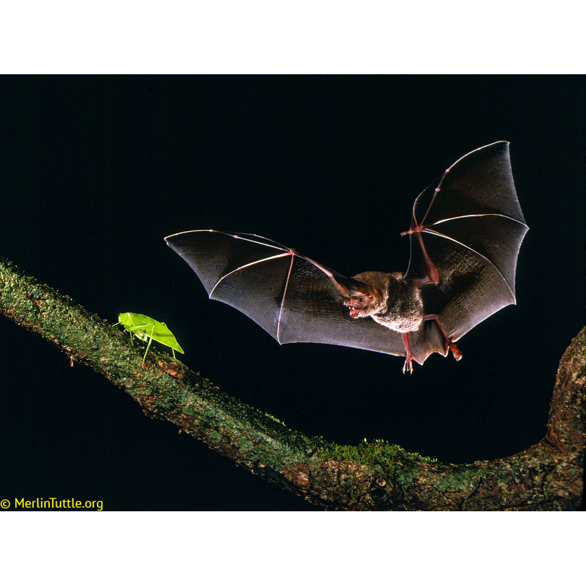 Бахромчатогубый листонос (Trachops cirrhosus) Фото №7