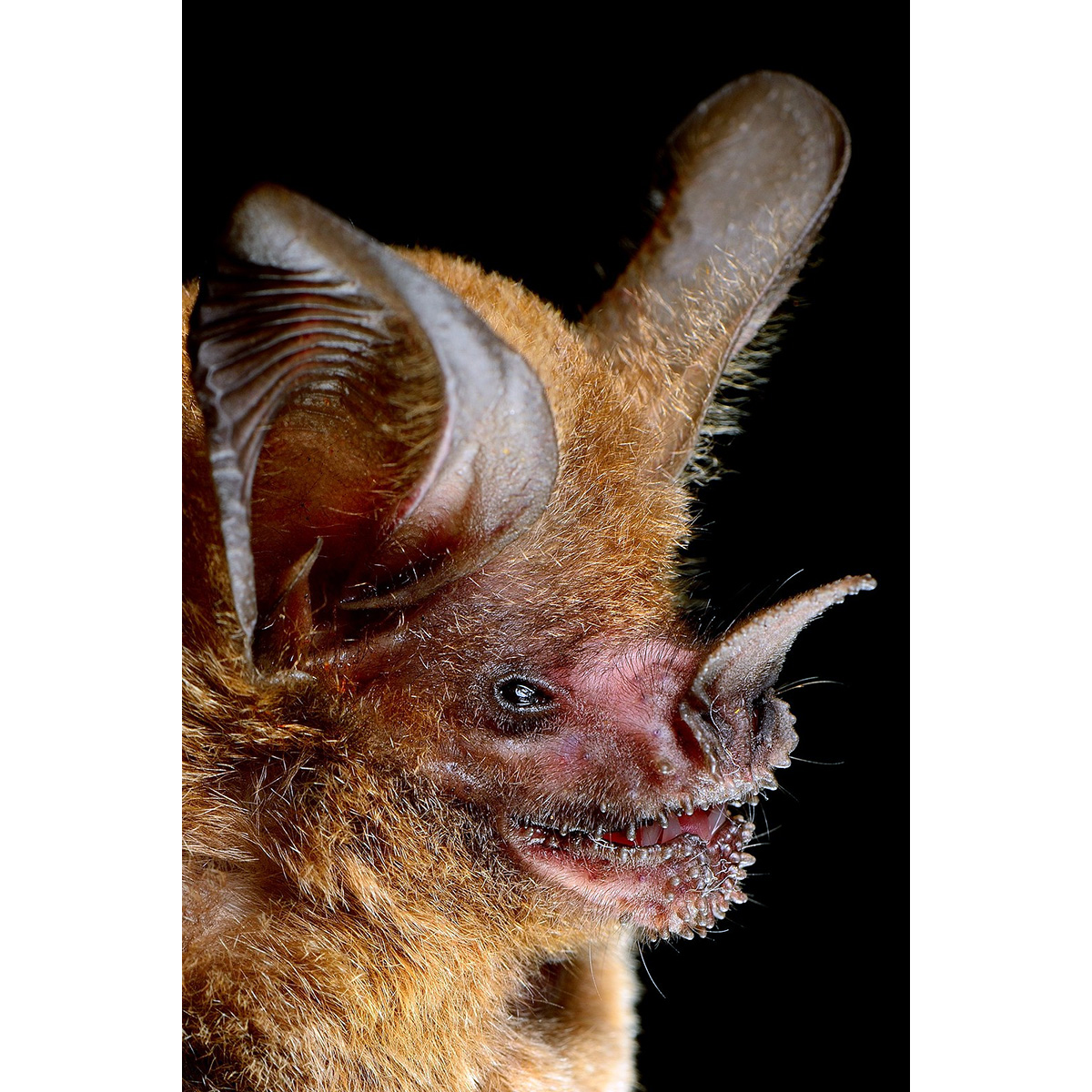 Бахромчатогубый листонос (Trachops cirrhosus) Фото №9