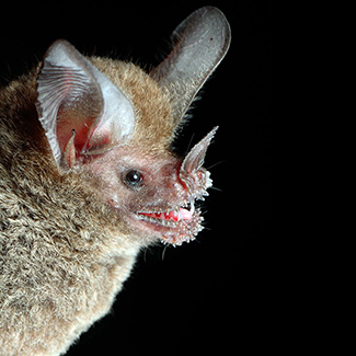 Trachops cirrhosus cirrhosus