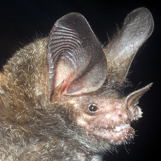 Trachops cirrhosus coffini