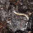 Семейство Trachygonidae фото