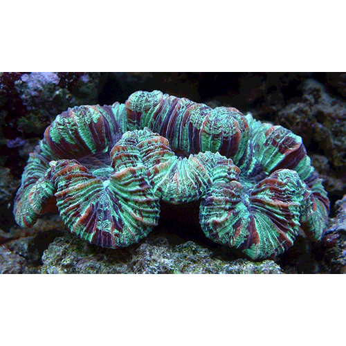 Семейство Trachyphylliidae  фото
