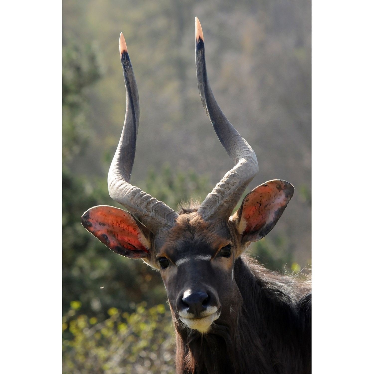 Tragelaphus angasii Фото №10