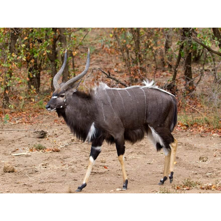 Tragelaphus angasii Фото №2
