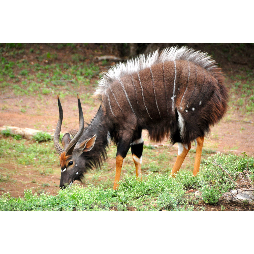 Tragelaphus angasii Фото №3