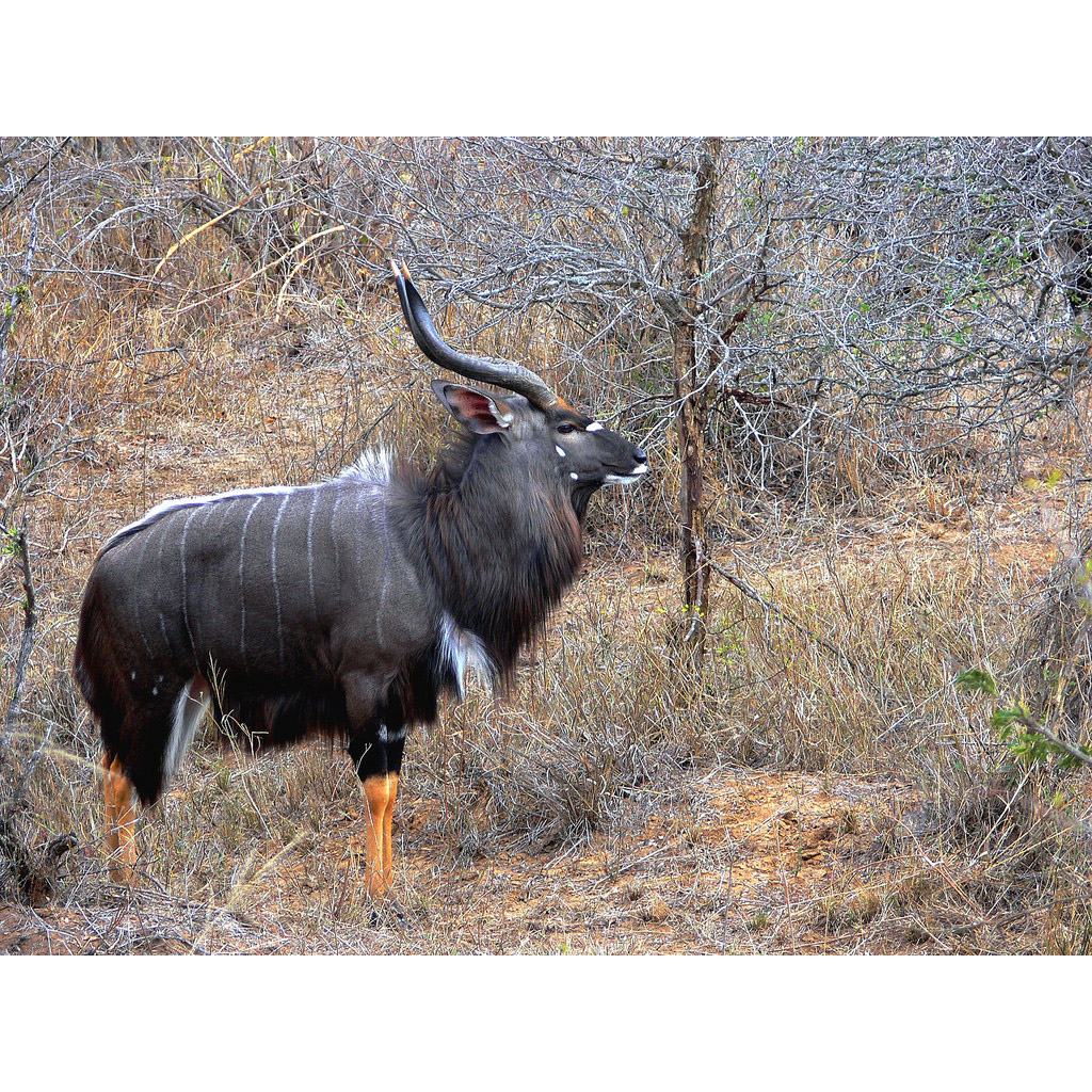 Tragelaphus angasii Фото №4