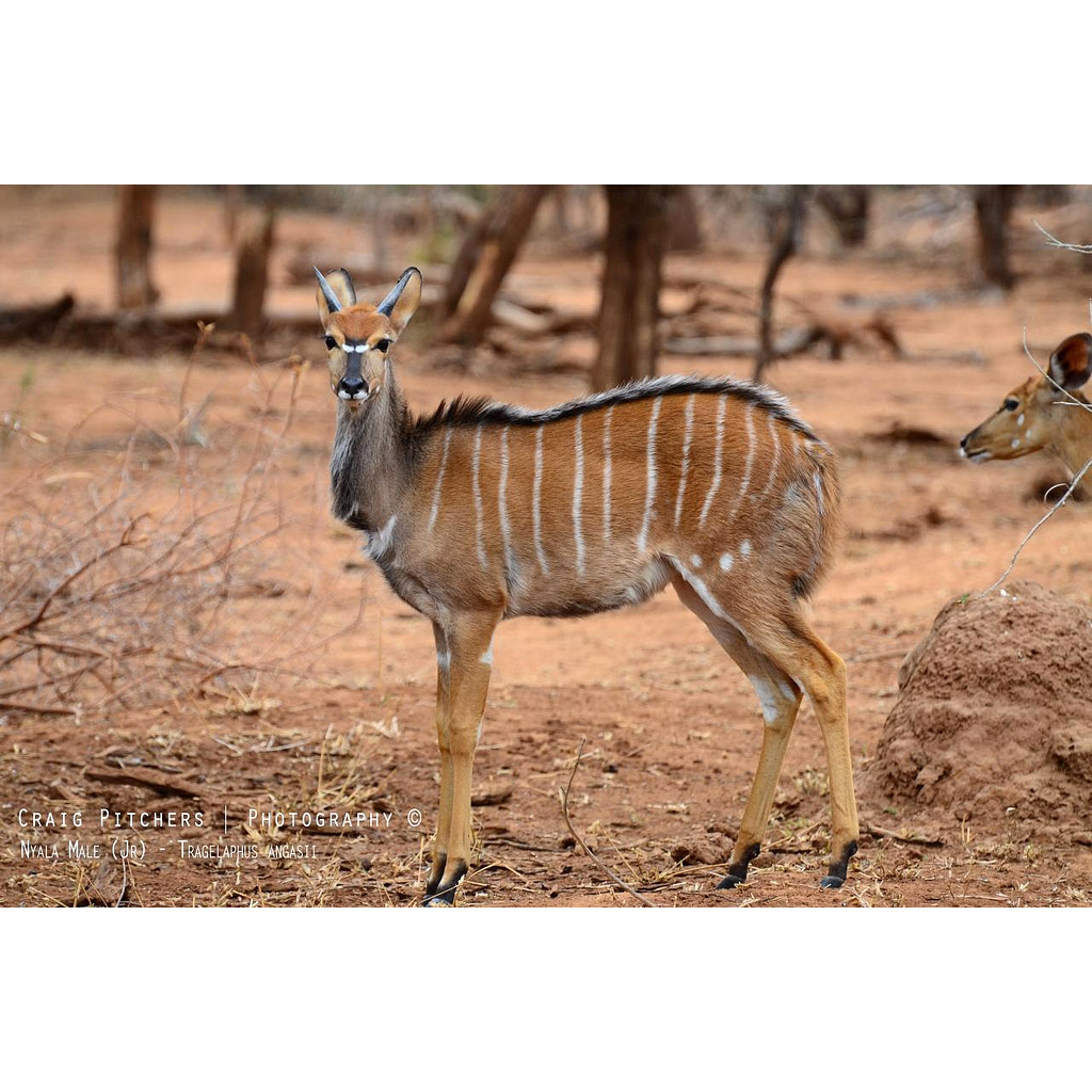 Tragelaphus angasii Фото №5