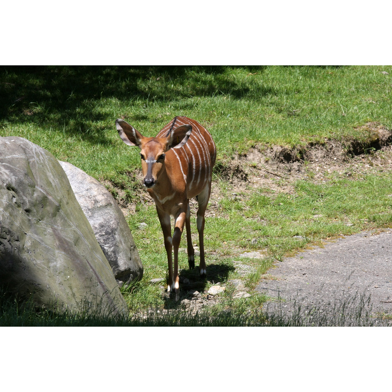 Tragelaphus angasii Фото №6