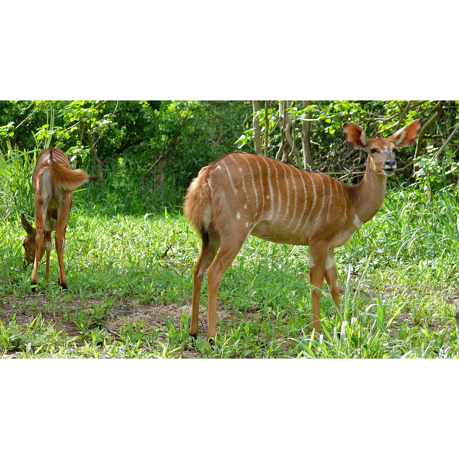 Tragelaphus angasii Фото №7