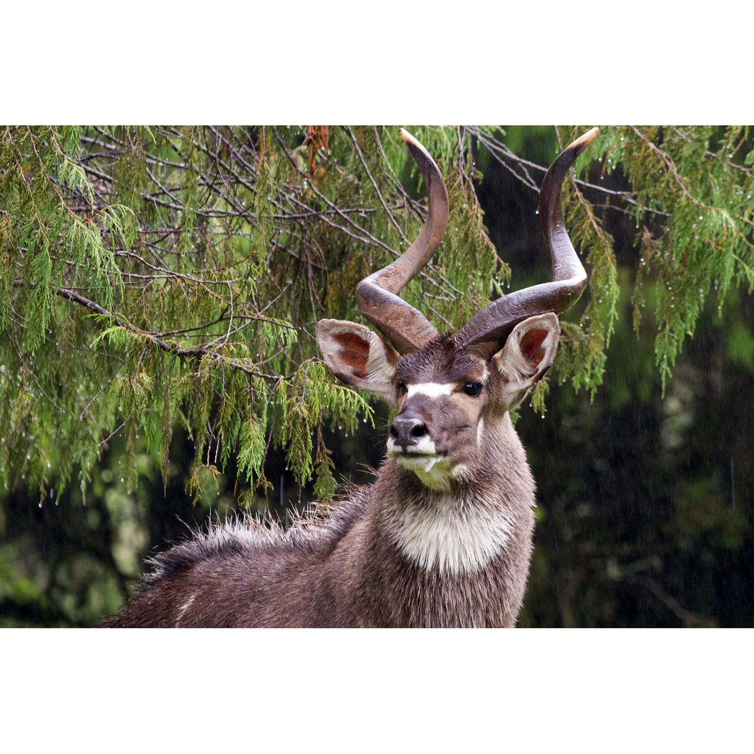 Tragelaphus buxtoni Фото №10
