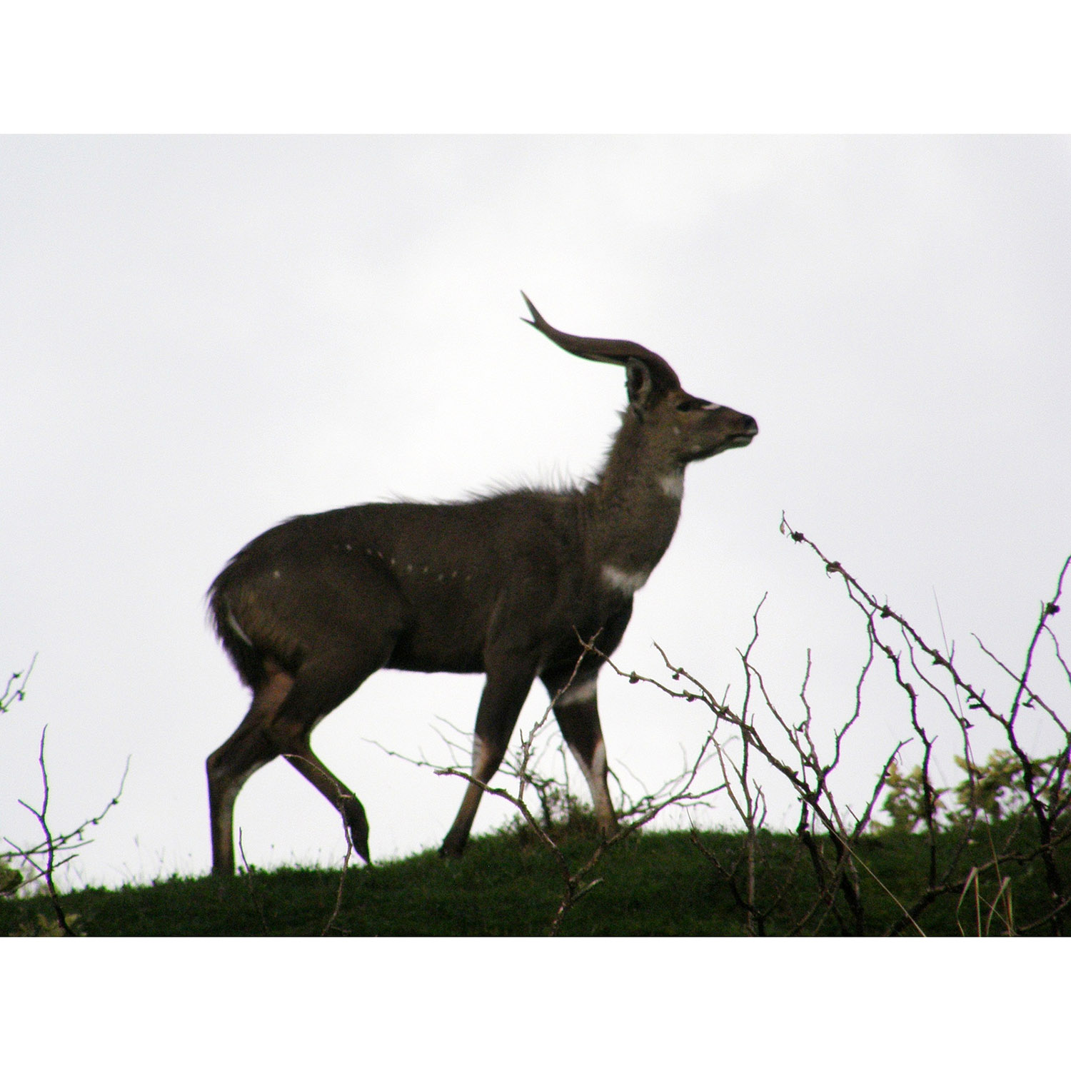 Tragelaphus buxtoni Фото №2