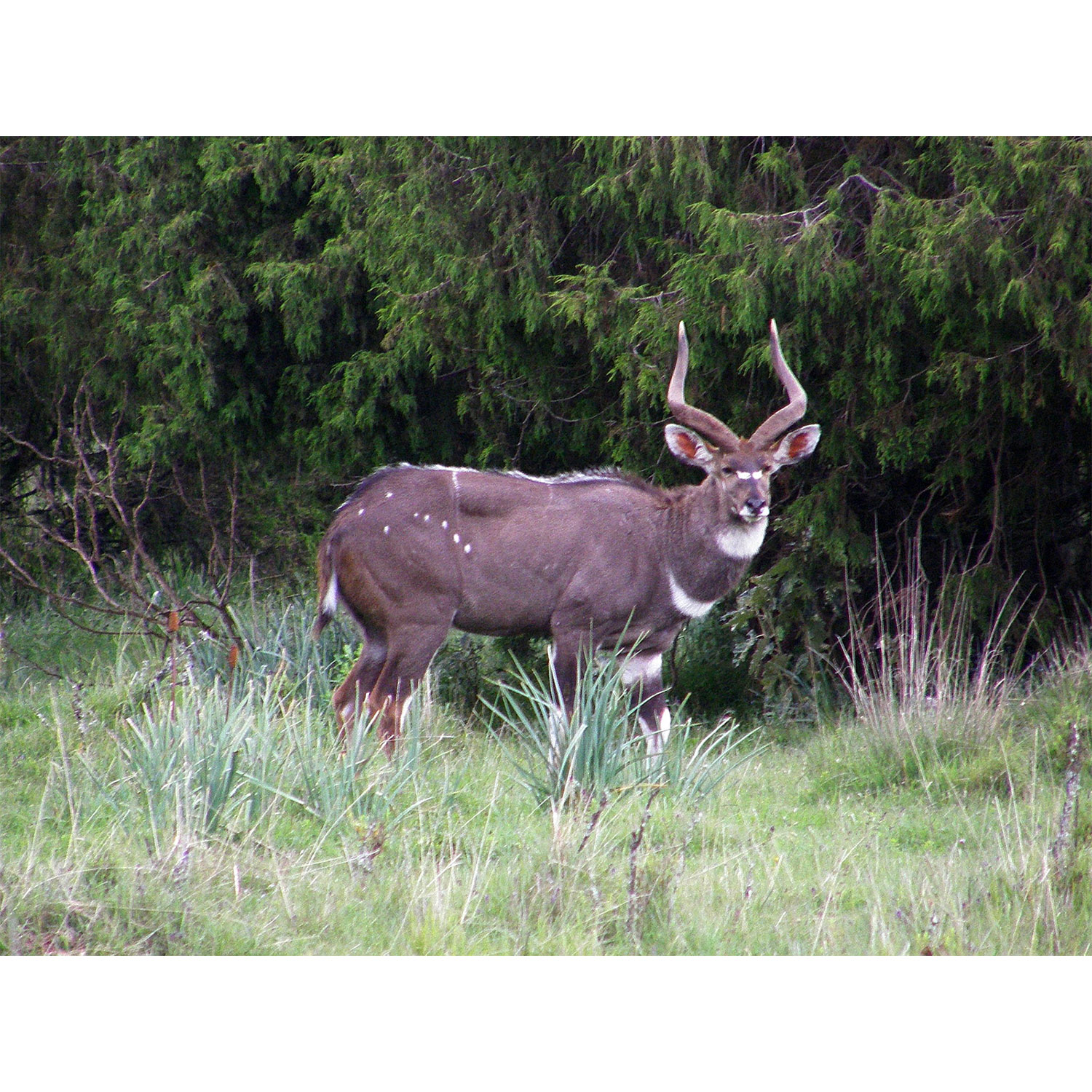 Tragelaphus buxtoni Фото №3