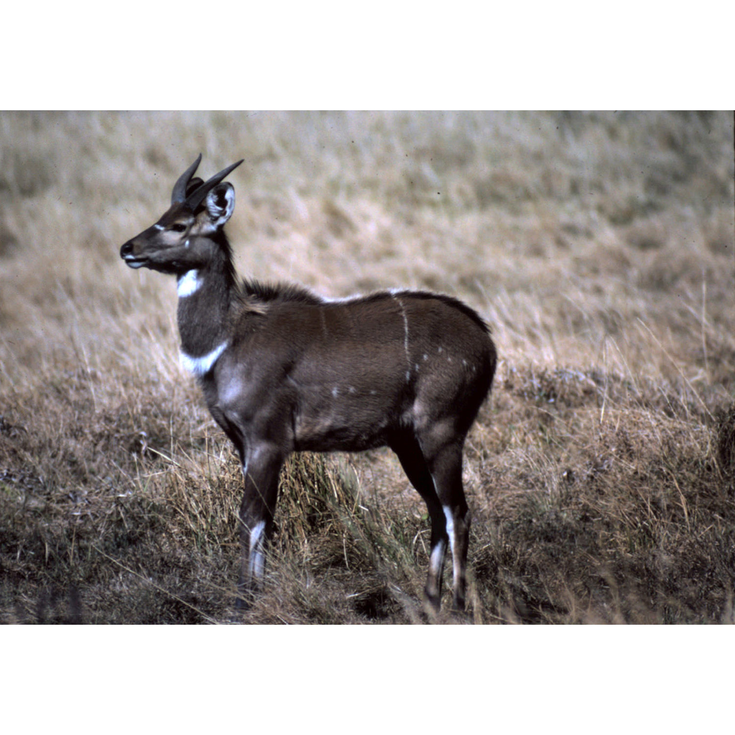 Tragelaphus buxtoni Фото №4