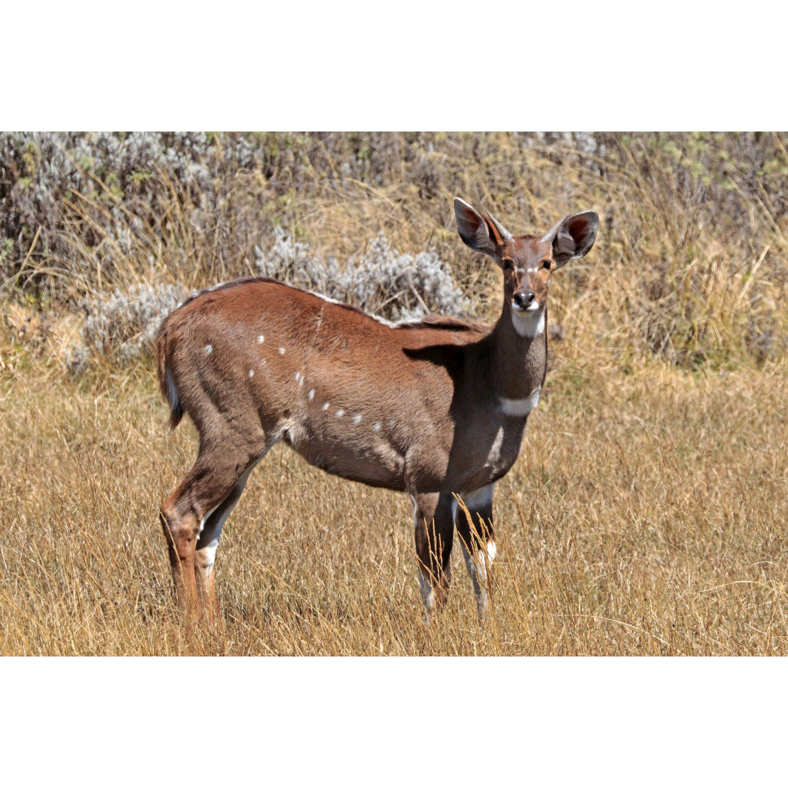 Tragelaphus buxtoni Фото №5