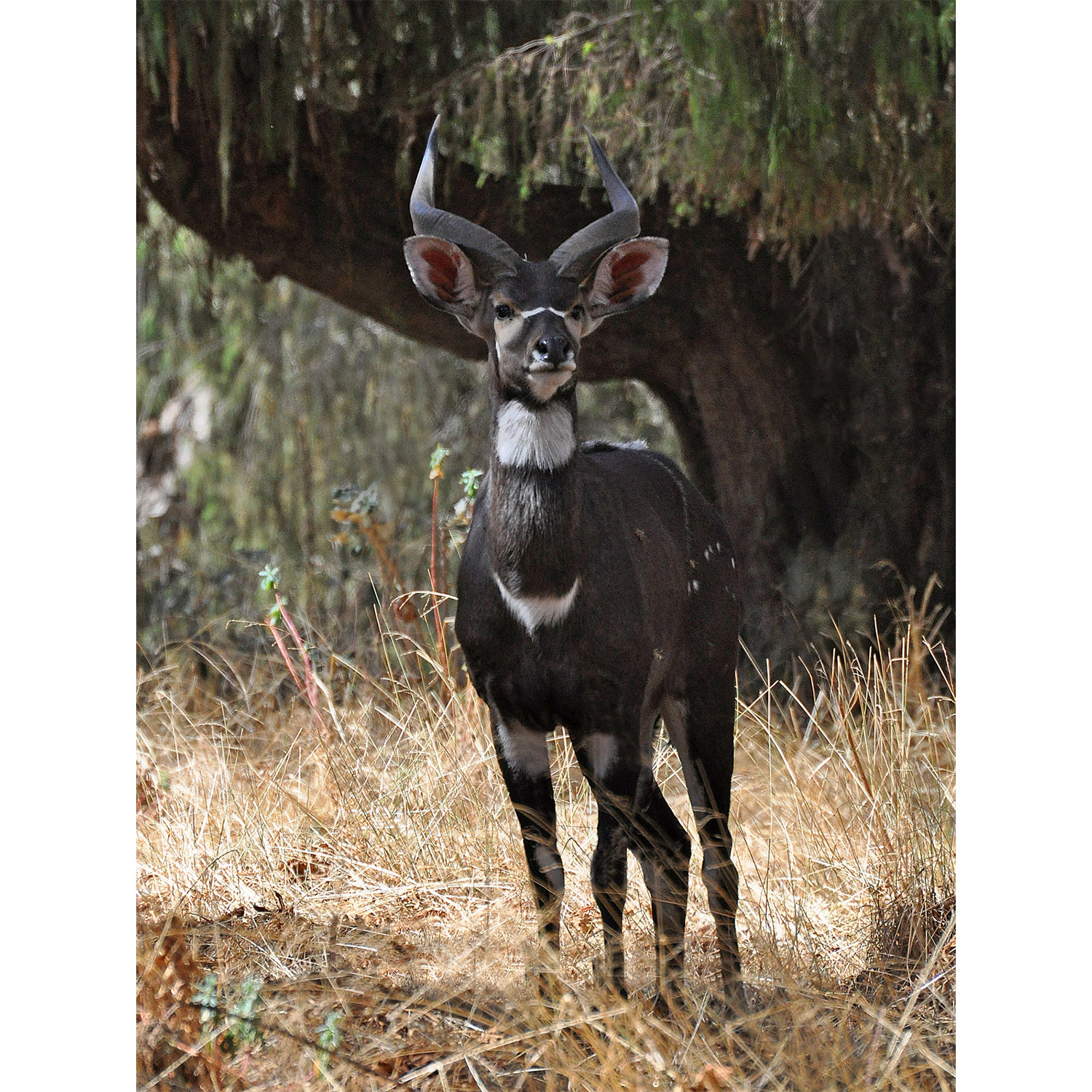 Tragelaphus buxtoni Фото №6