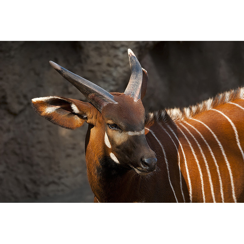 Tragelaphus eurycerus Фото №10