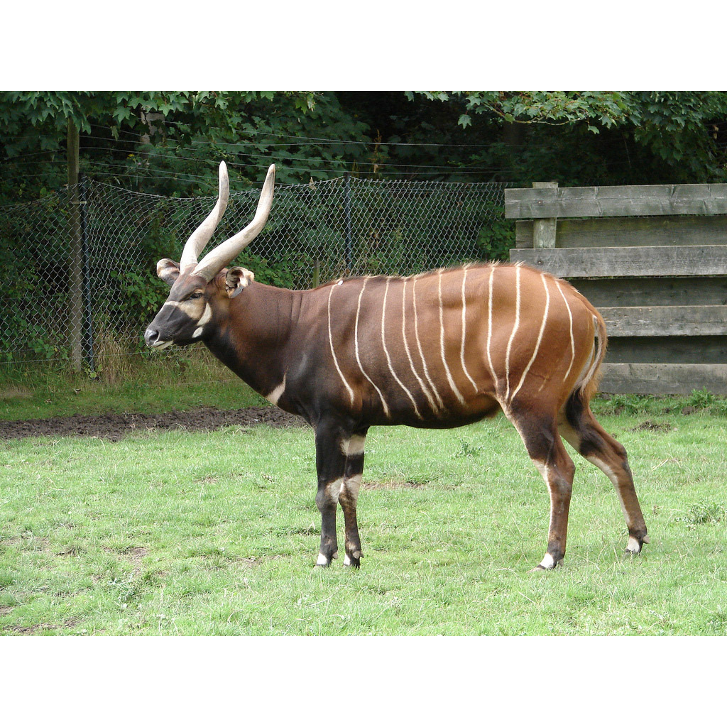 Tragelaphus eurycerus Фото №2
