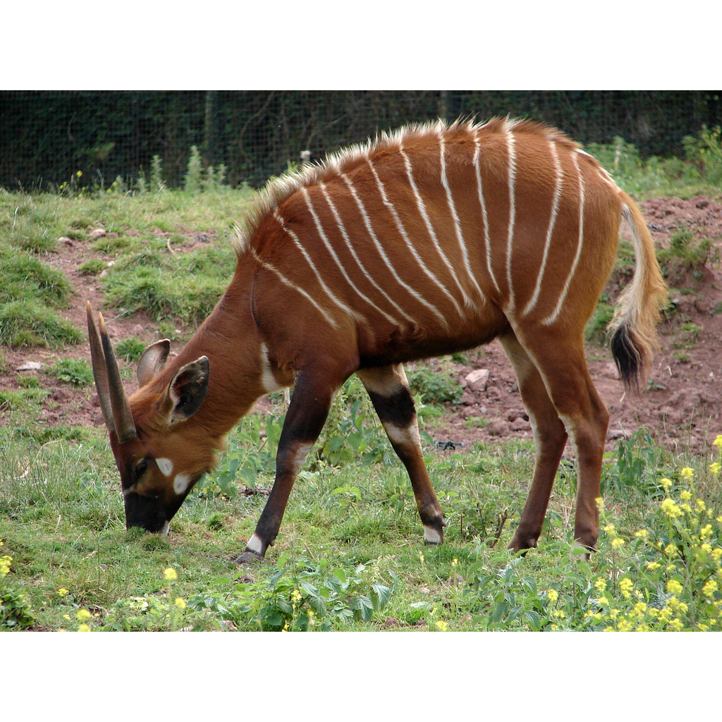 Tragelaphus eurycerus Фото №3