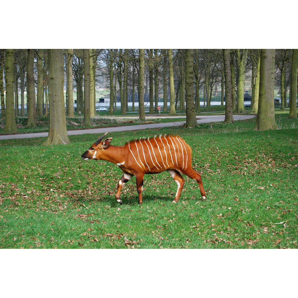 Tragelaphus eurycerus Фото №4