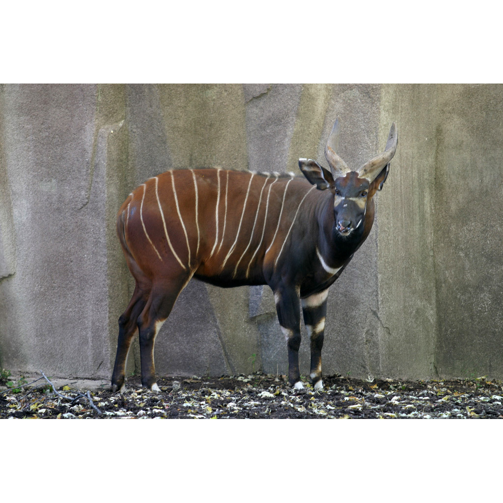 Tragelaphus eurycerus Фото №5