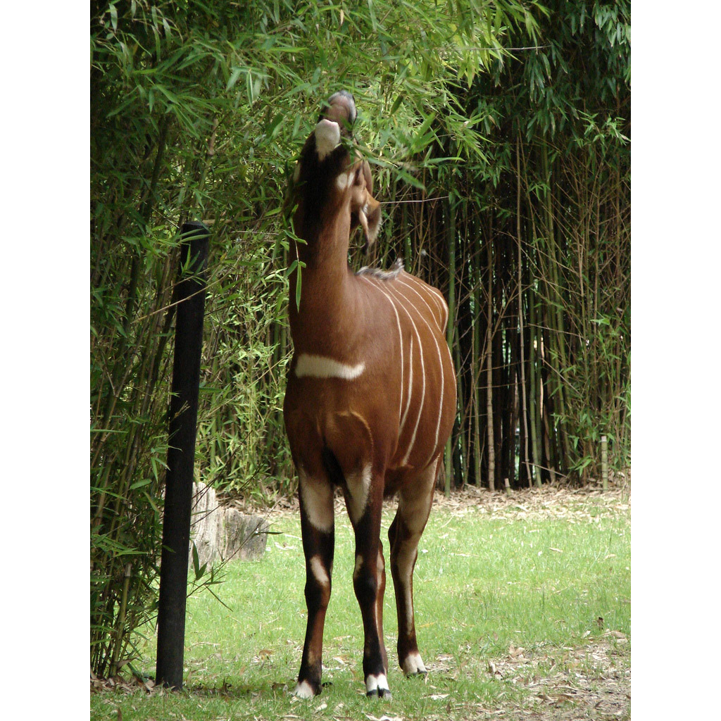 Tragelaphus eurycerus Фото №6