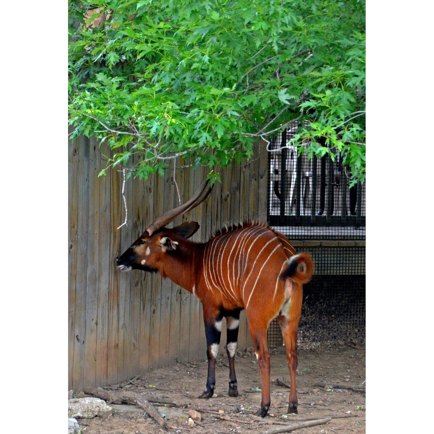 Tragelaphus eurycerus Фото №7