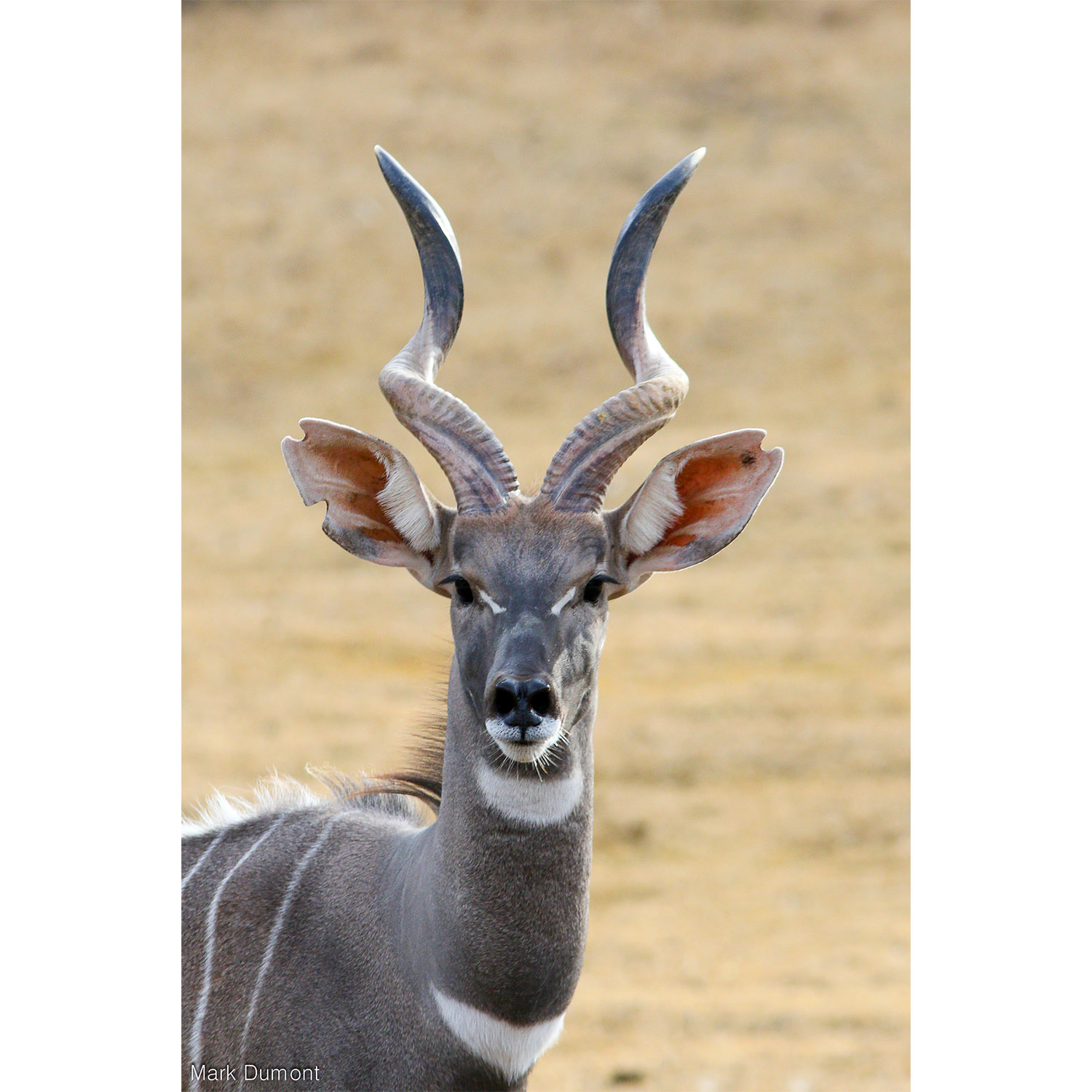 Tragelaphus imberbis Фото №10