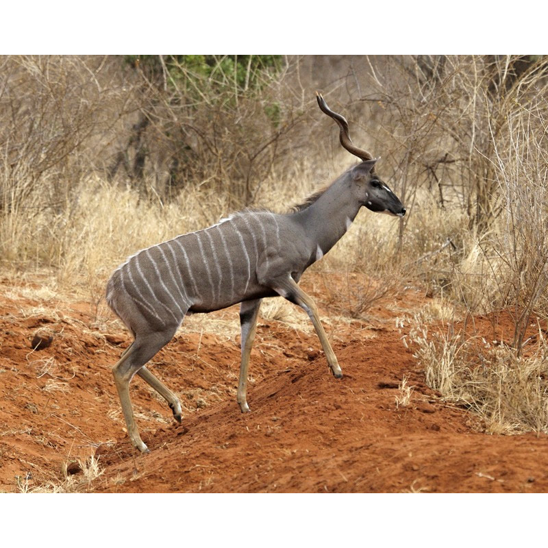 Tragelaphus imberbis Фото №2