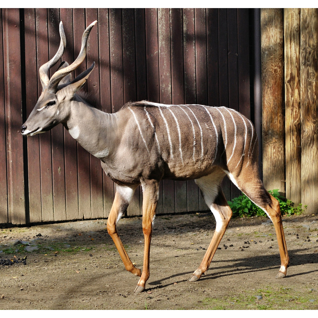 Tragelaphus imberbis Фото №3