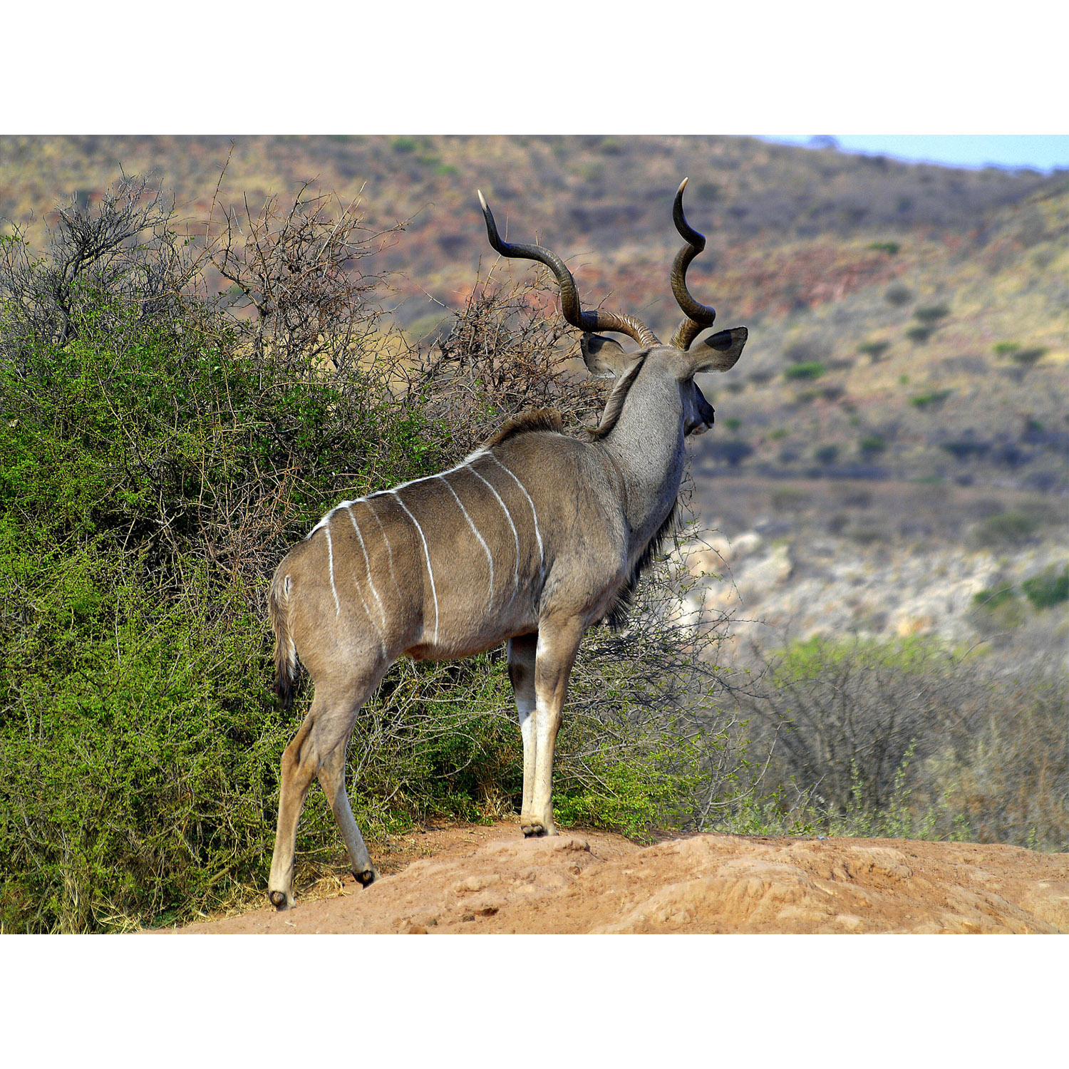 Tragelaphus imberbis Фото №4