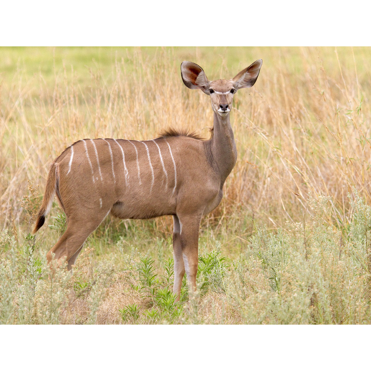 Tragelaphus imberbis Фото №5