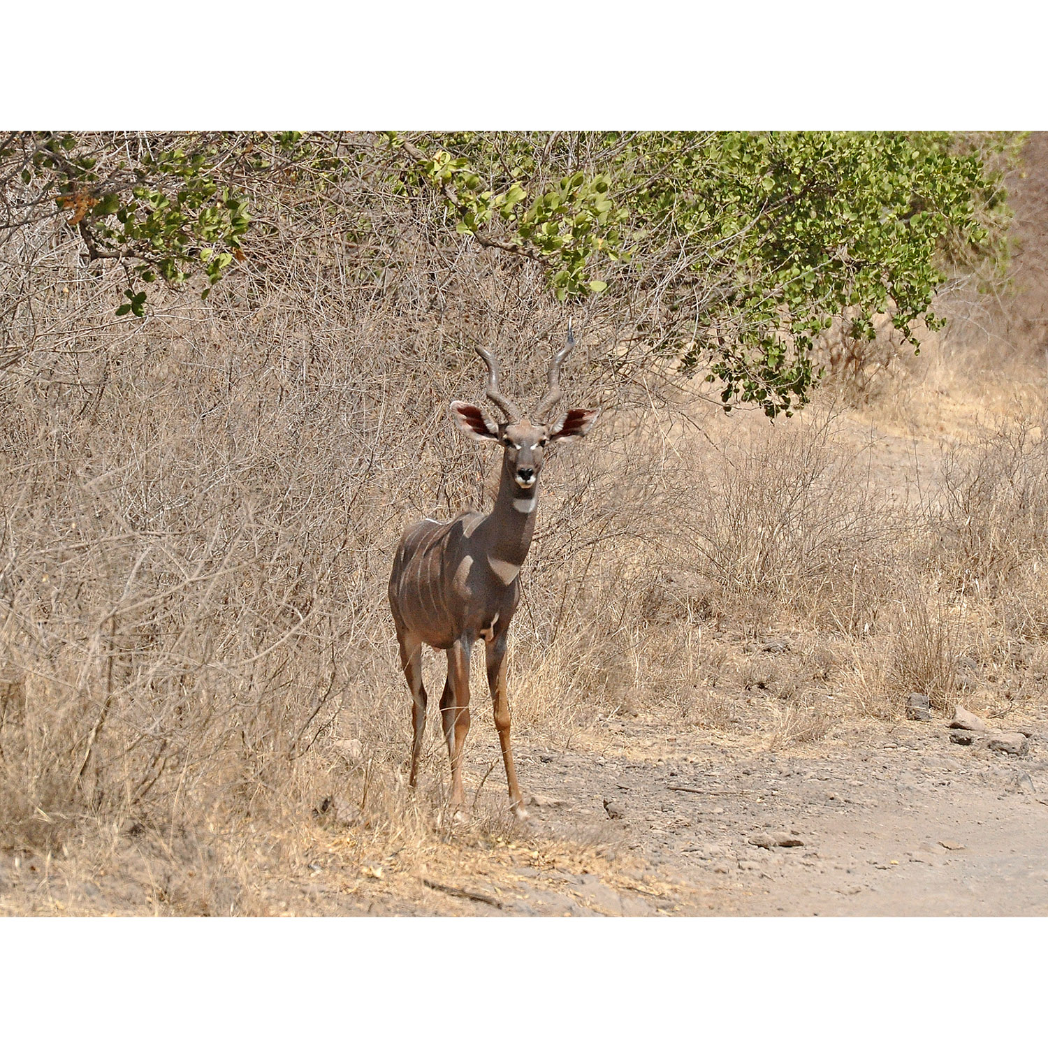 Tragelaphus imberbis Фото №6