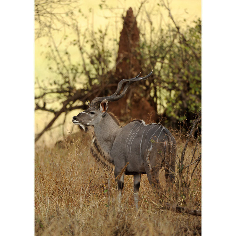 Tragelaphus imberbis Фото №7