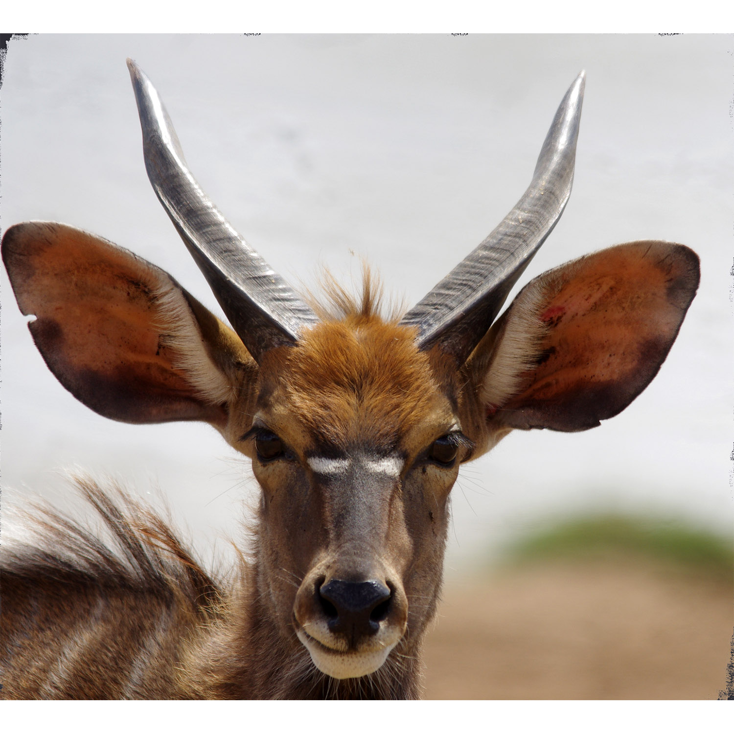 Tragelaphus scriptus Фото №10